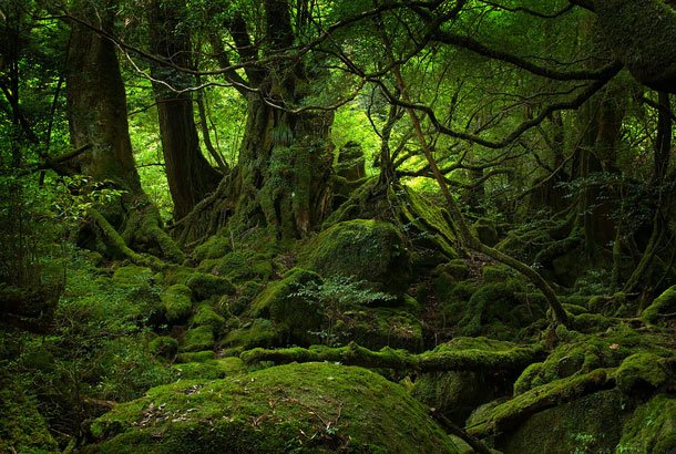 屋久島の原生林