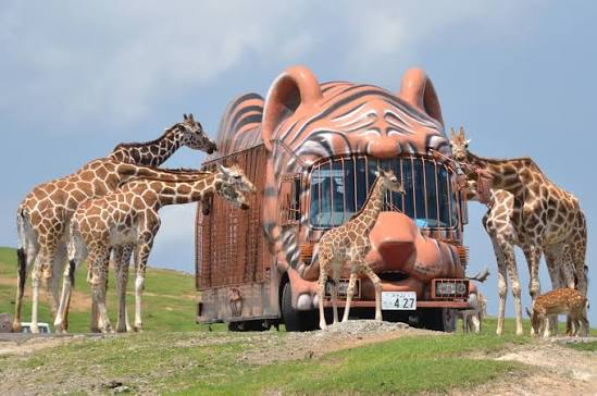 African Safari jungle bus with giraffes