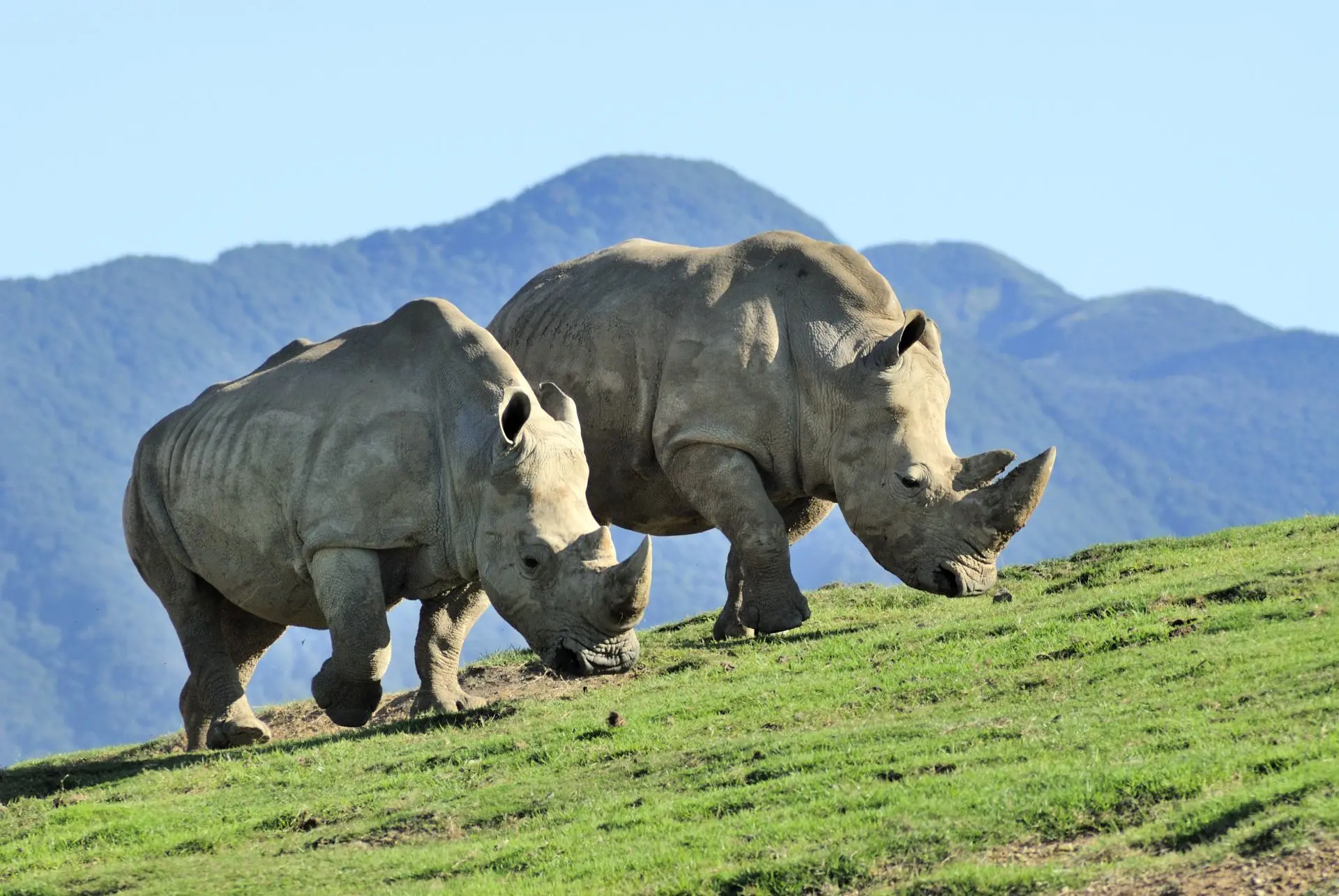 White rhinos at African Safari Park