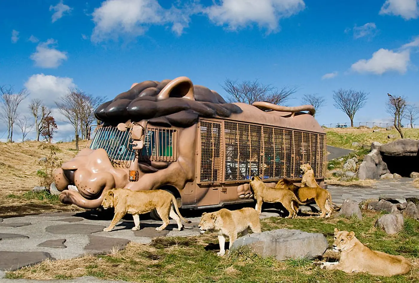African Safari lion bus