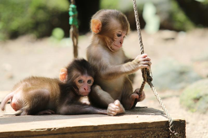 Baby macaques at Takasakiyama