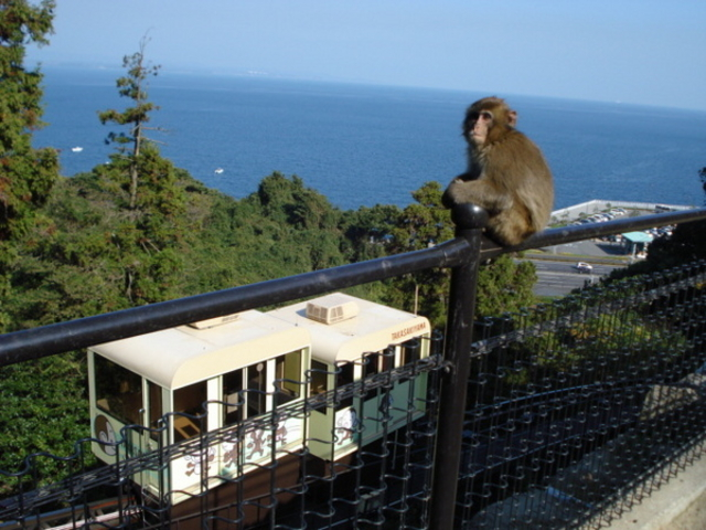 Monkey on railing with Beppu Bay view