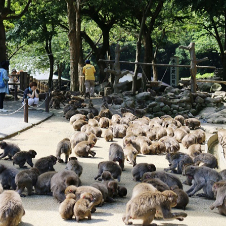 Wild macaque troop at Takasakiyama
